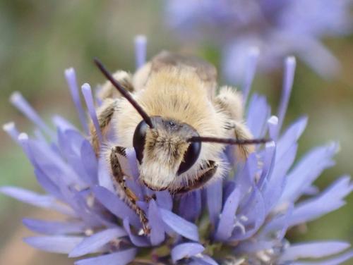 Dasypoda (hirtipes-morawitzi)